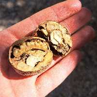 گردو درجه 1 تویسرکان با قیمت عالی