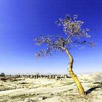 خرید و دانلود عکس Nature-Part-9 کد 37325 | پیک فاکس | Pic Fox