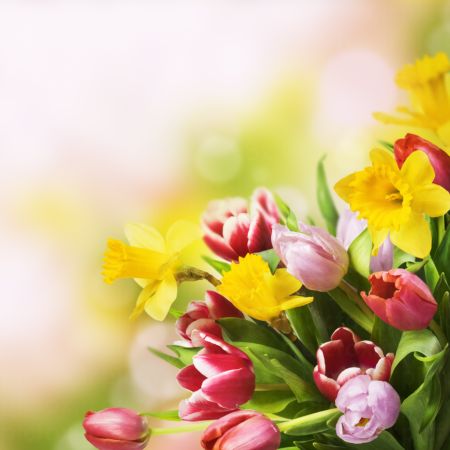 خرید و دانلود عکس Flower-Part-3 کد 17815 | پیک فاکس | Pic Fox