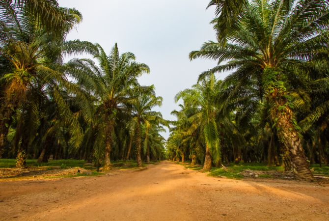 خرید و دانلود عکس Nature-Part-16 کد 35685 | پیک فاکس | Pic Fox