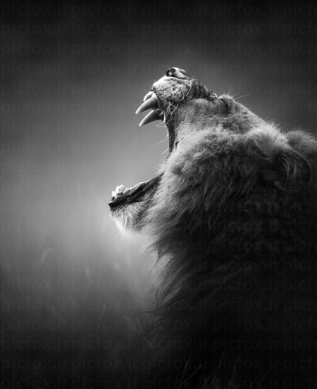 خرید و دانلود عکس IranBCS کد 29281 | پیک فاکس | Pic Fox