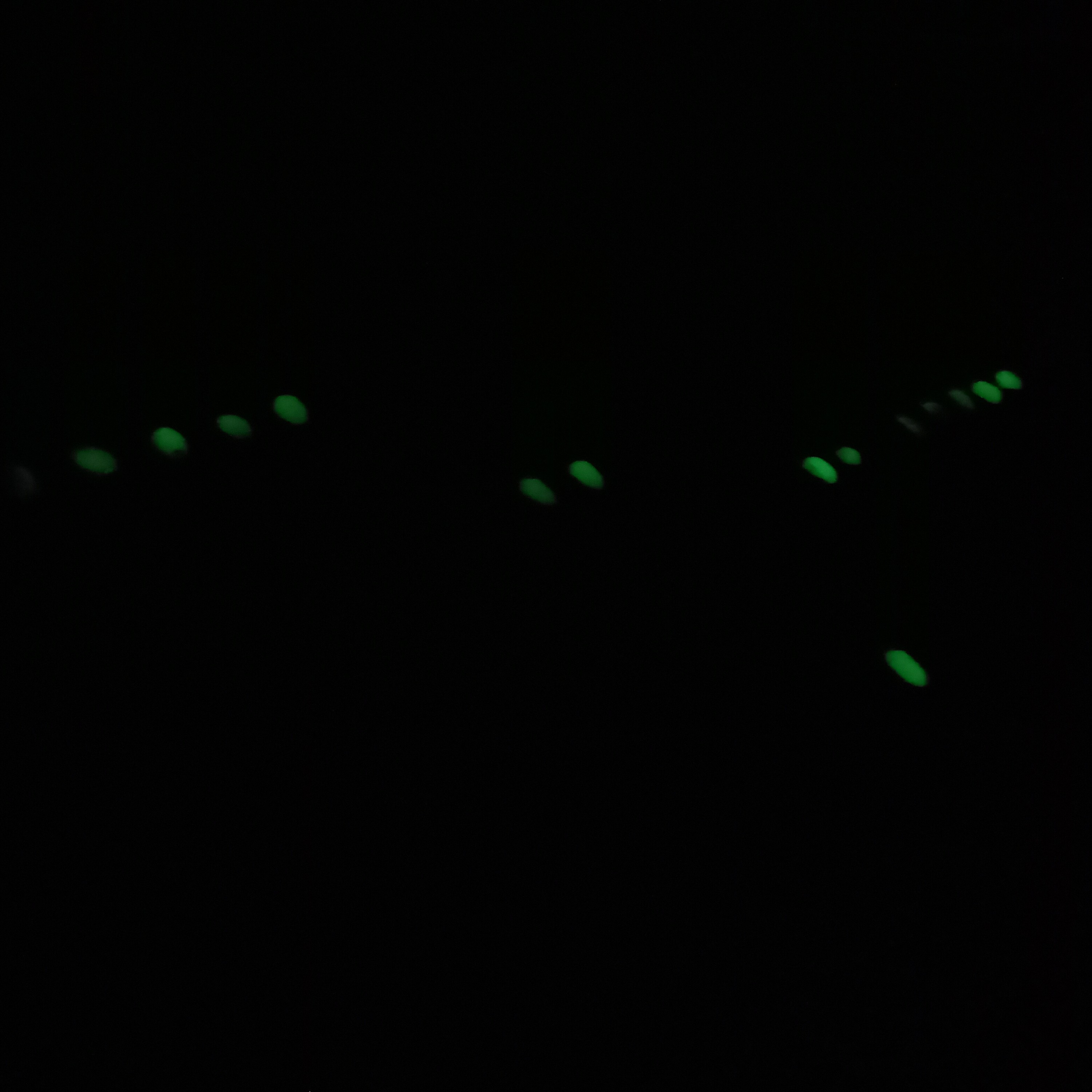 گوهر شب چراغ