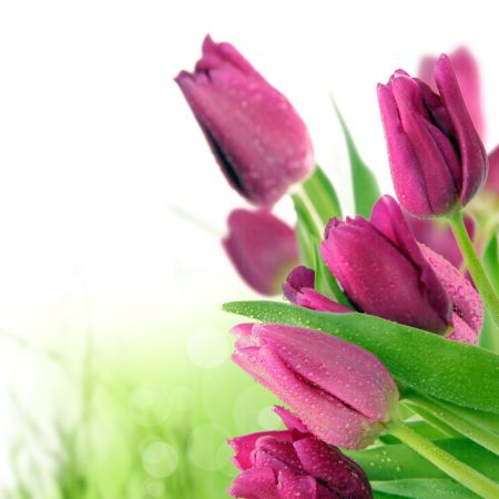 خرید و دانلود عکس IranBCS کد 28849 | پیک فاکس | Pic Fox