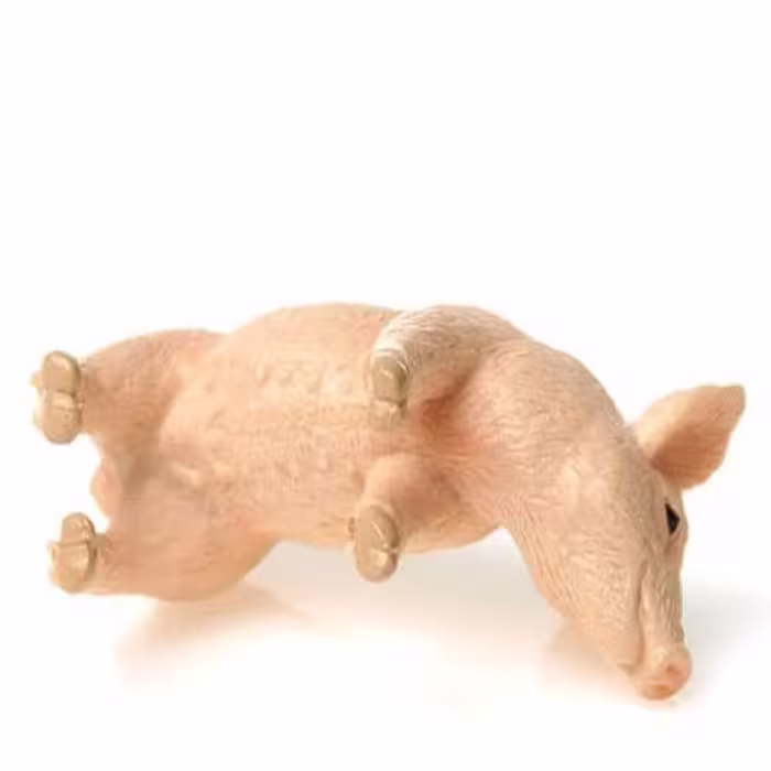 فیگور مدل بچه خوک