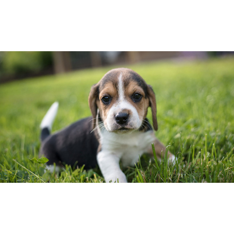 تابلو شاسی طرح سگ مدل T8058 | دنیای قاب