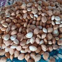 مغز هسته زردآلو شیرین