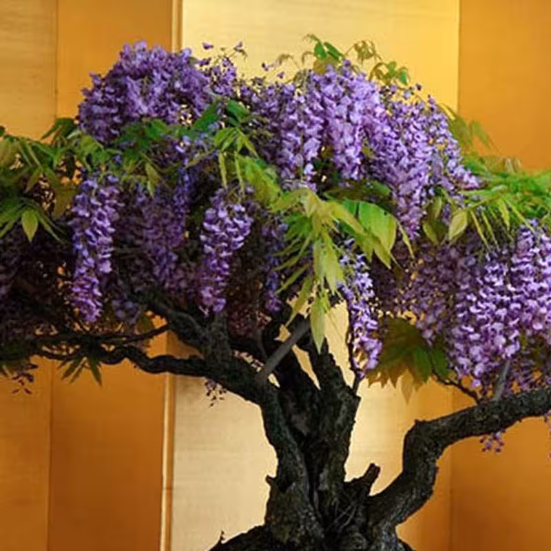 2 عدد بذر واقعی بونسای ویستریا - Wisteria