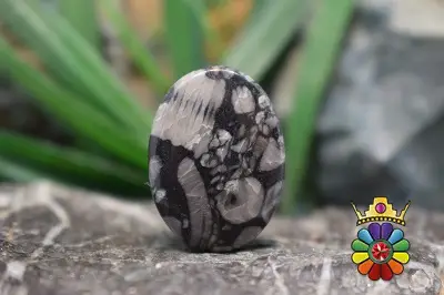 کرینوئید فسیل