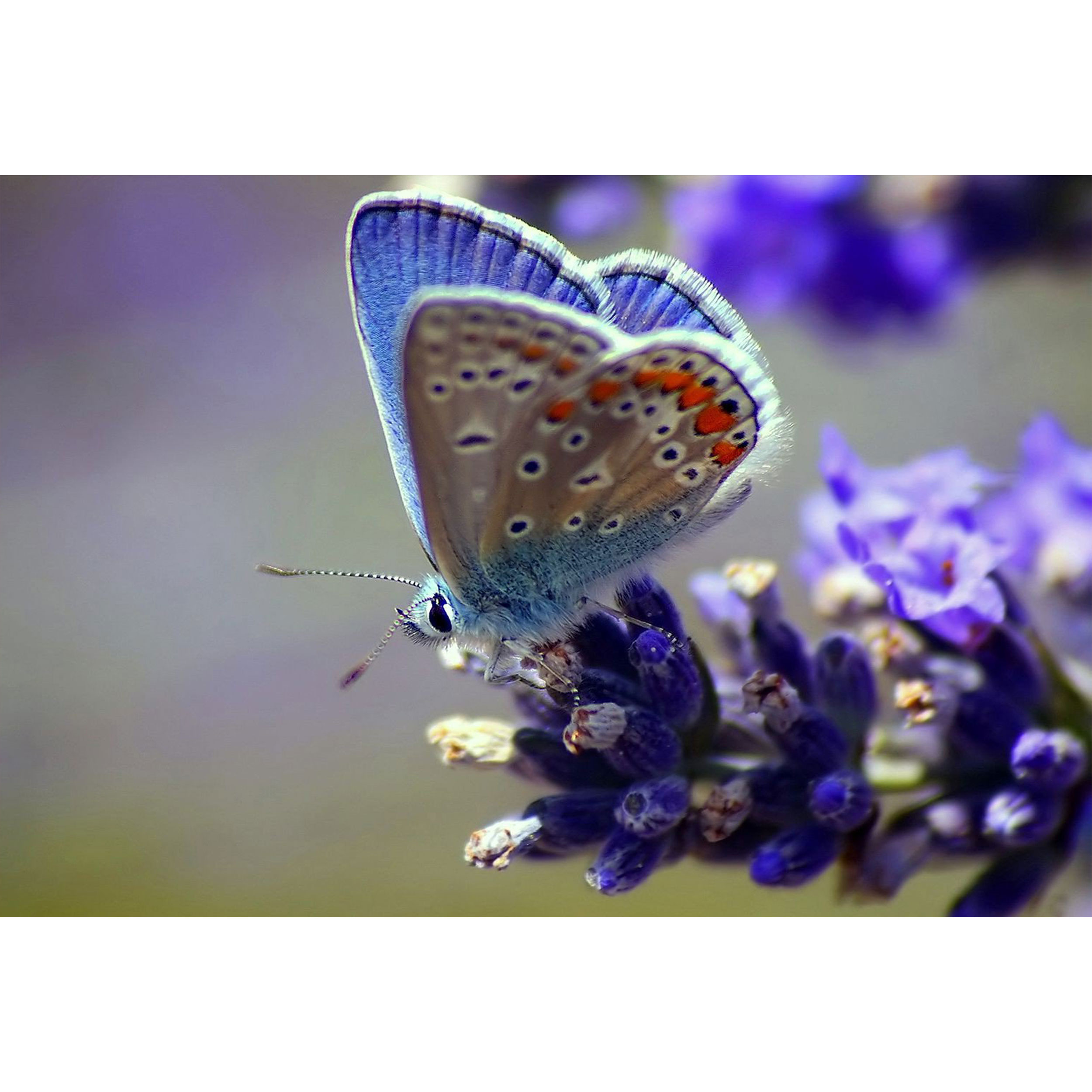 تابلو شاسی طرح گل و پروانه مدل T1490