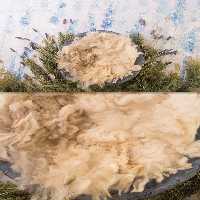 بکگراند عکاسی نوزاد | گرافیک با طعم تربچه