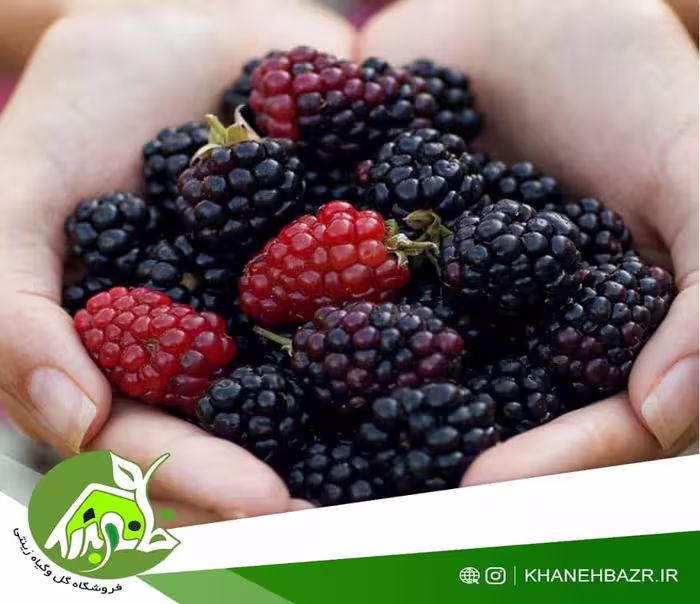 بذر تمشک یا بلک بری 5 عددی - خانه بذر | فروشگاه بذر وارداتی گل و گیاه زینتی 1404