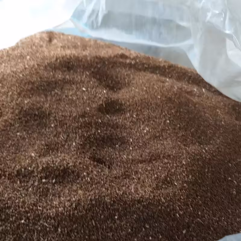 بذر گل مغربی  پابلند زرد دارویی 2 کیلویی  مخصوص کاشت وروغن گیری با ارسال رایگان 