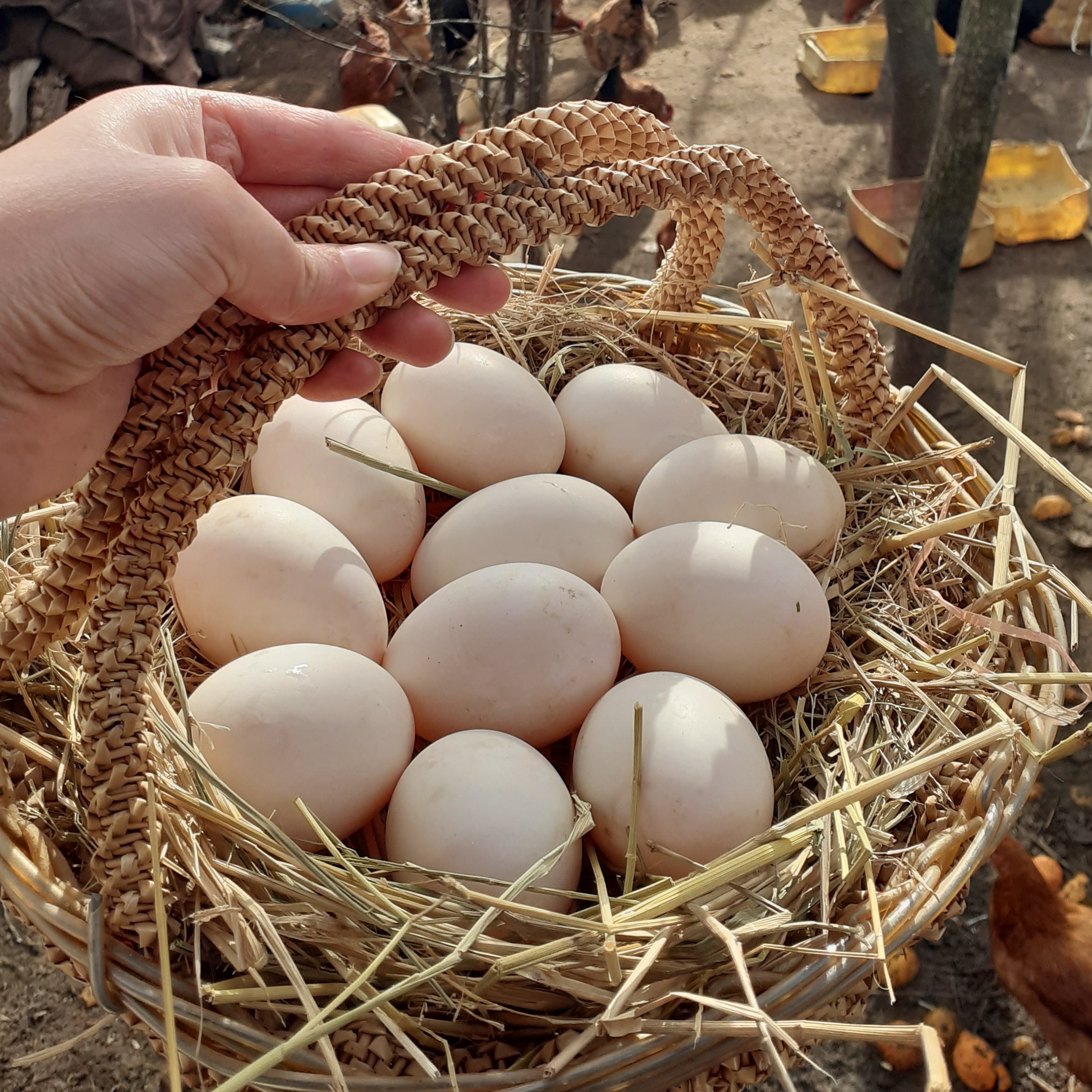 تخم اردک ارسال از شمال 