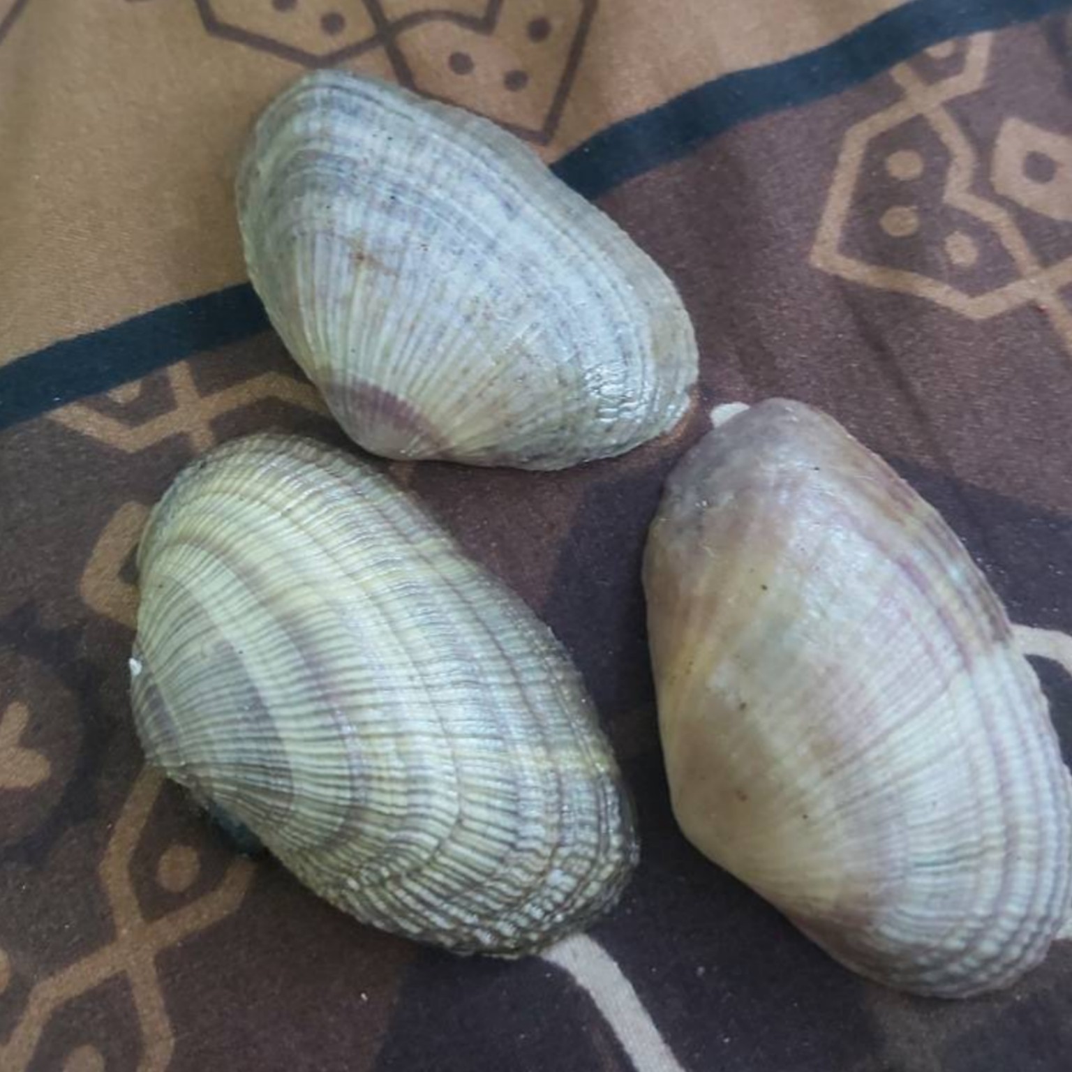 صدف طبیعی تزئینی کفه ای مدل بتمن درشت