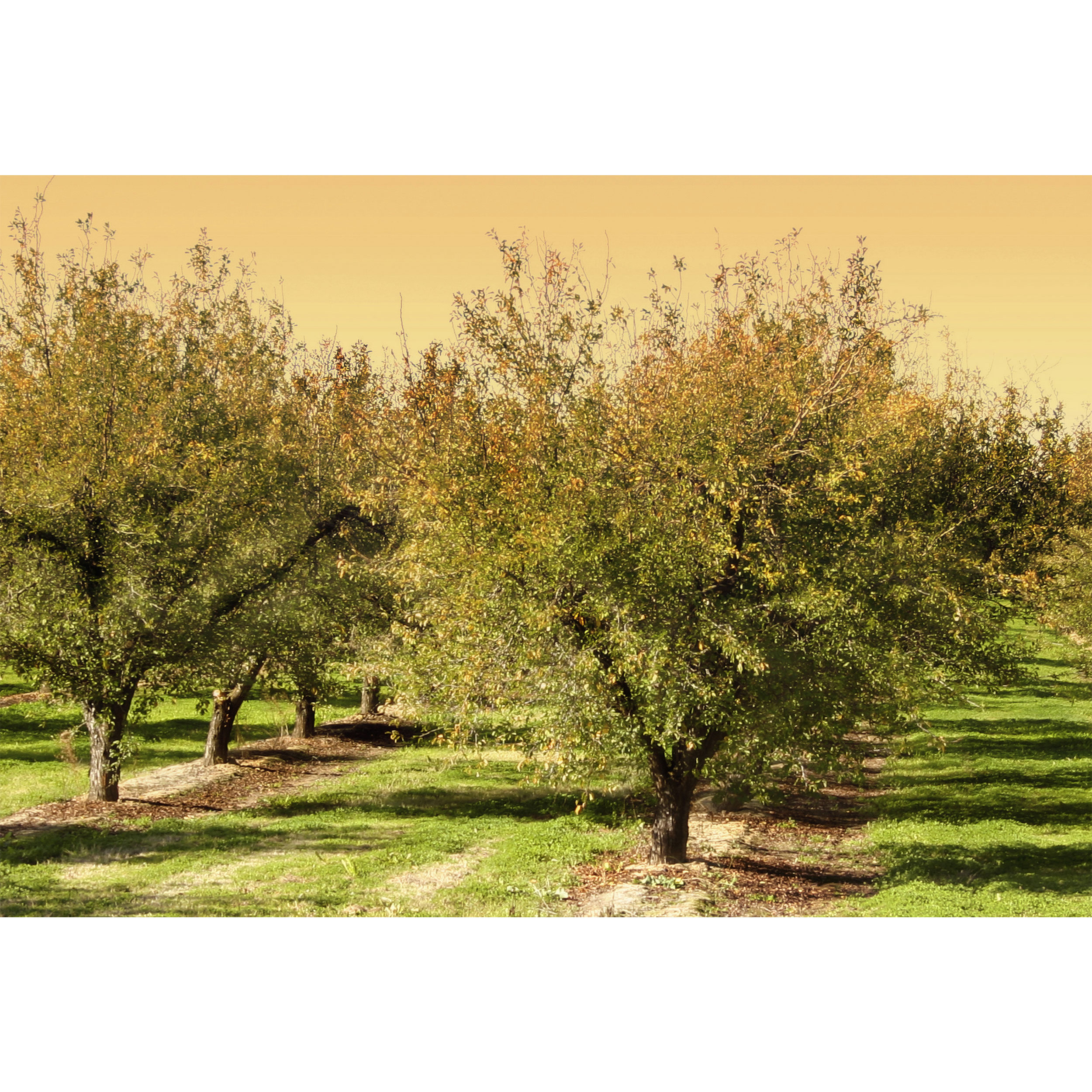 تابلو شاسی مدل درخت T7113