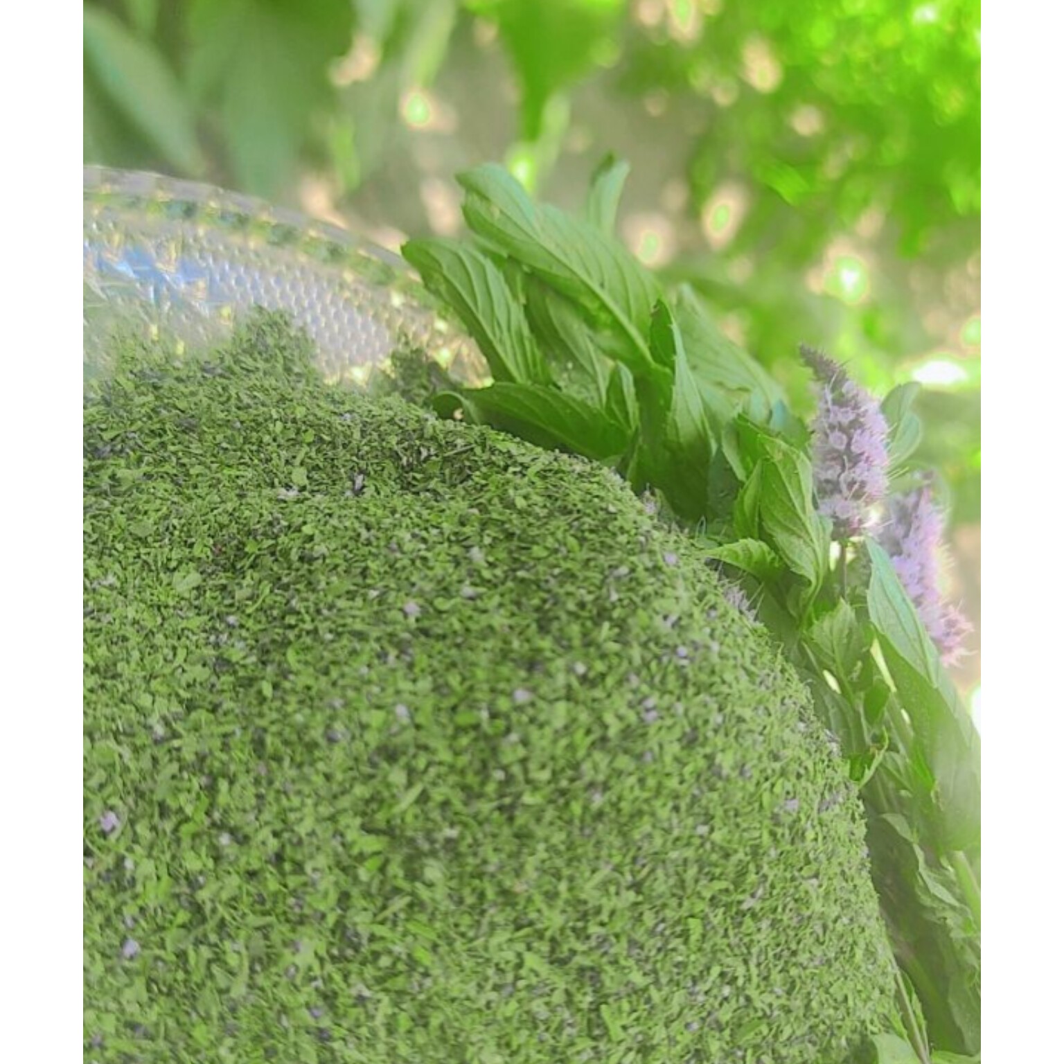 پودر نعناع خشک خانگی با بسته بندی یک کیلویی