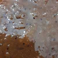 مربای کیوی (600گرمی)