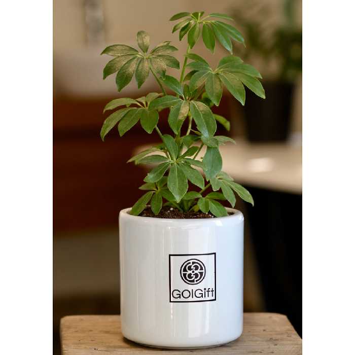  گیاه طبیعی شفلرا سبز گل گیفت کد GP011