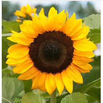 سیلیکون قالب گیری نگین مدل مغزی گل آفتابگردان