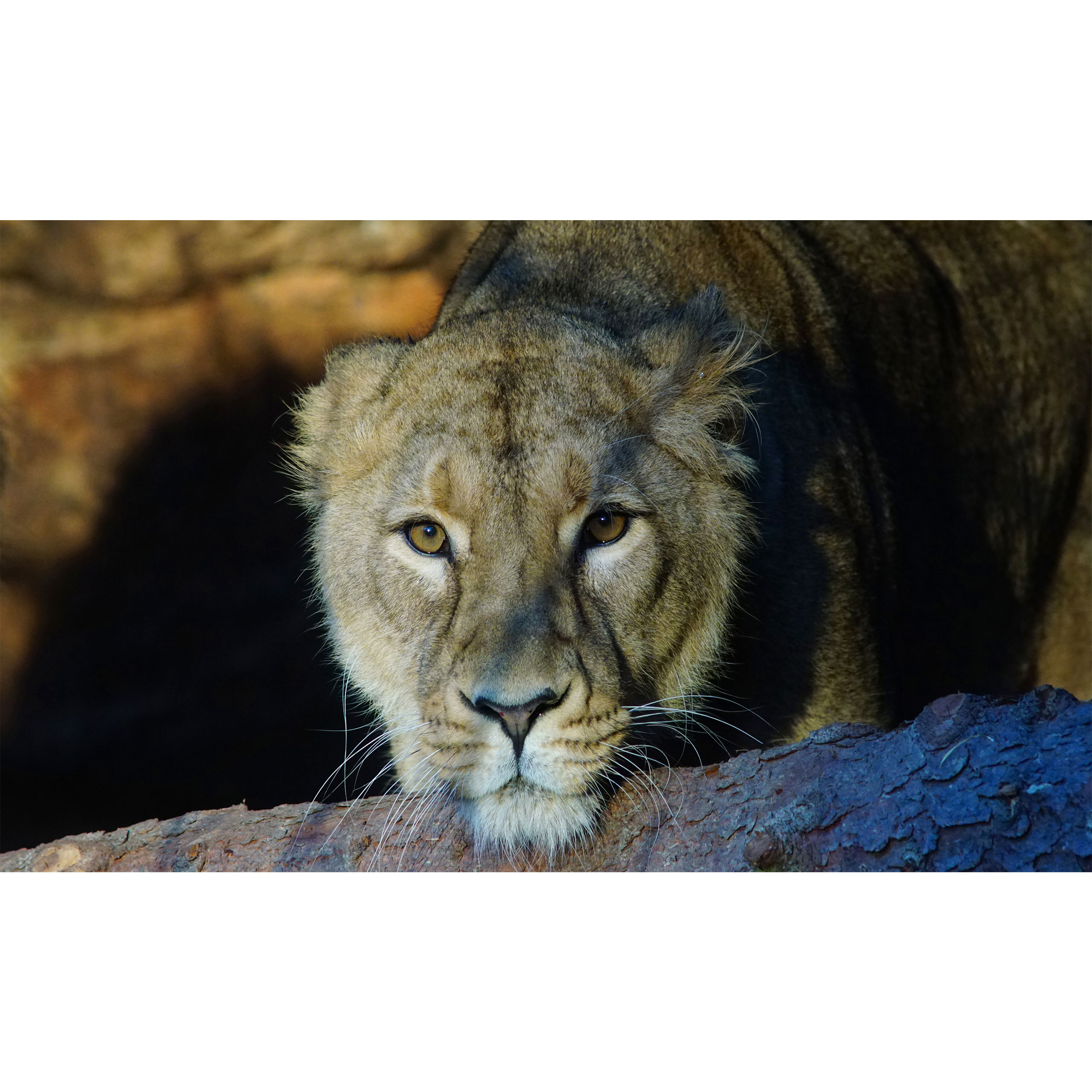 تابلو شاسی طرح شیر ماده مدل T7816