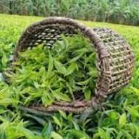 چای سرگل ممتاز بهاره لاهیجان دوغنچه اول محصول باغات خودم به شرط بهترین چای ایرانی 