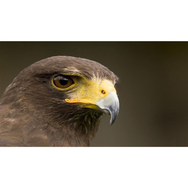 تابلو شاسی مدل عقاب کد115 | دنیای قاب