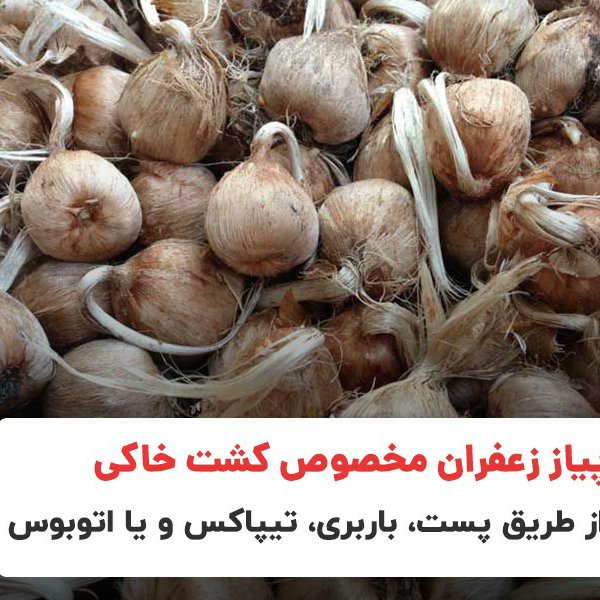 پیاز درجه یک زعفران