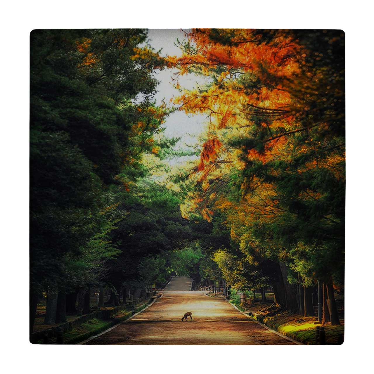 زیر لیوانی طرح جاده جنگلی کد    3239089_383