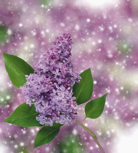 خرید و دانلود عکس Flower-Part-9 کد 18400 | پیک فاکس | Pic Fox