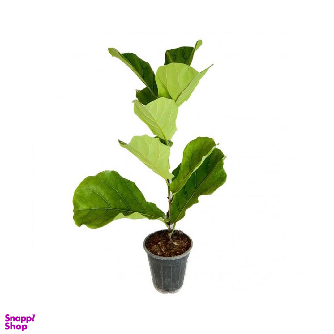 گلدان طبیعی فیکوس لیراتا برگ پهن