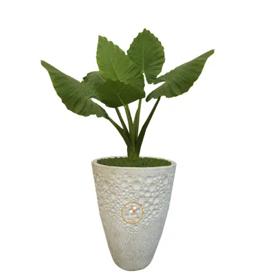 گیاه طبیعی باباآدم گلباران سبز گیلان مدل GN1-FAN5