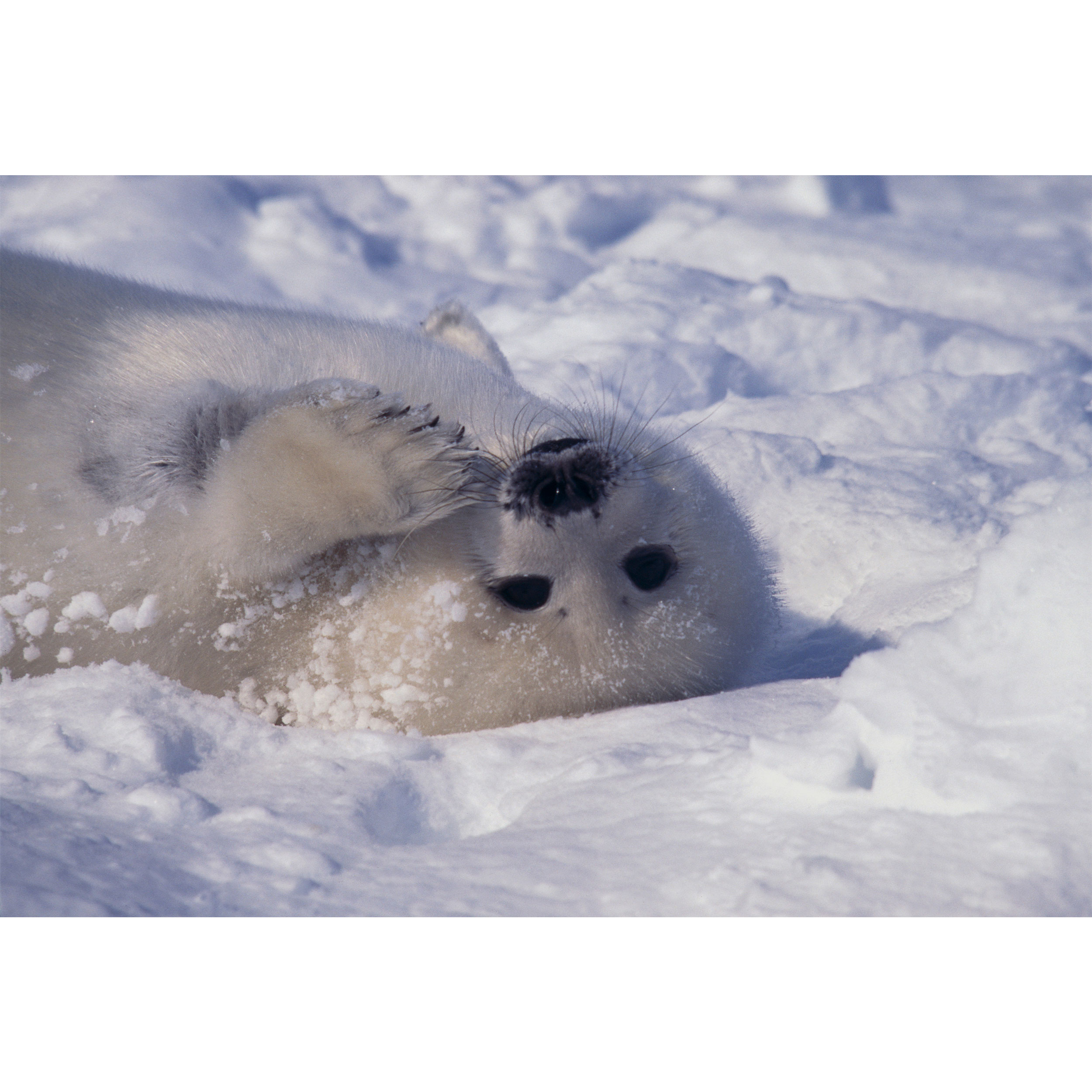 تابلو شاسی طرح خرس قطبی و برف مدل T2106