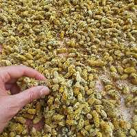 عطاری  گل بیدمشک خشک اعلا تازه 1404 نیم کیلویی 