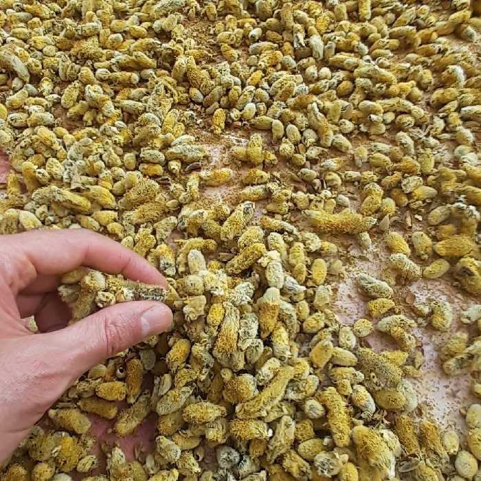 عطاری  گل بیدمشک خشک اعلا تازه 1404 نیم کیلویی 