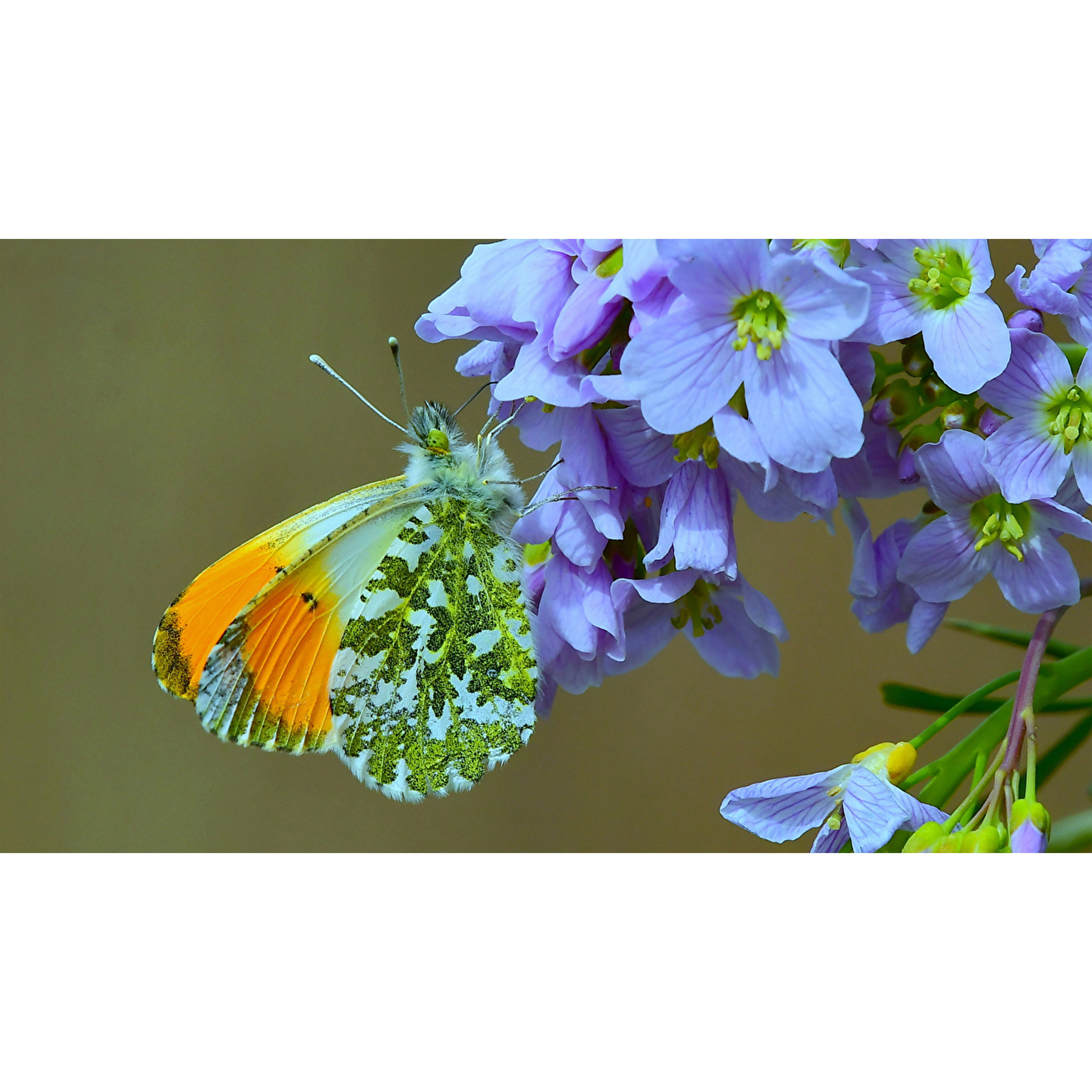 تابلو شاسی طرح پروانه و گل مدل T7906