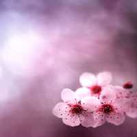 خرید و دانلود عکس Flower-Part-9 کد 18371 | پیک فاکس | Pic Fox