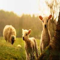 خرید و دانلود عکس Sheeps And Goats Symbol Of 2015 Year کد 42764 | پیک فاکس | Pic Fox