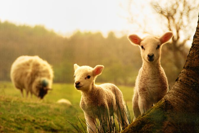خرید و دانلود عکس Sheeps And Goats Symbol Of 2015 Year کد 42764 | پیک فاکس | Pic Fox
