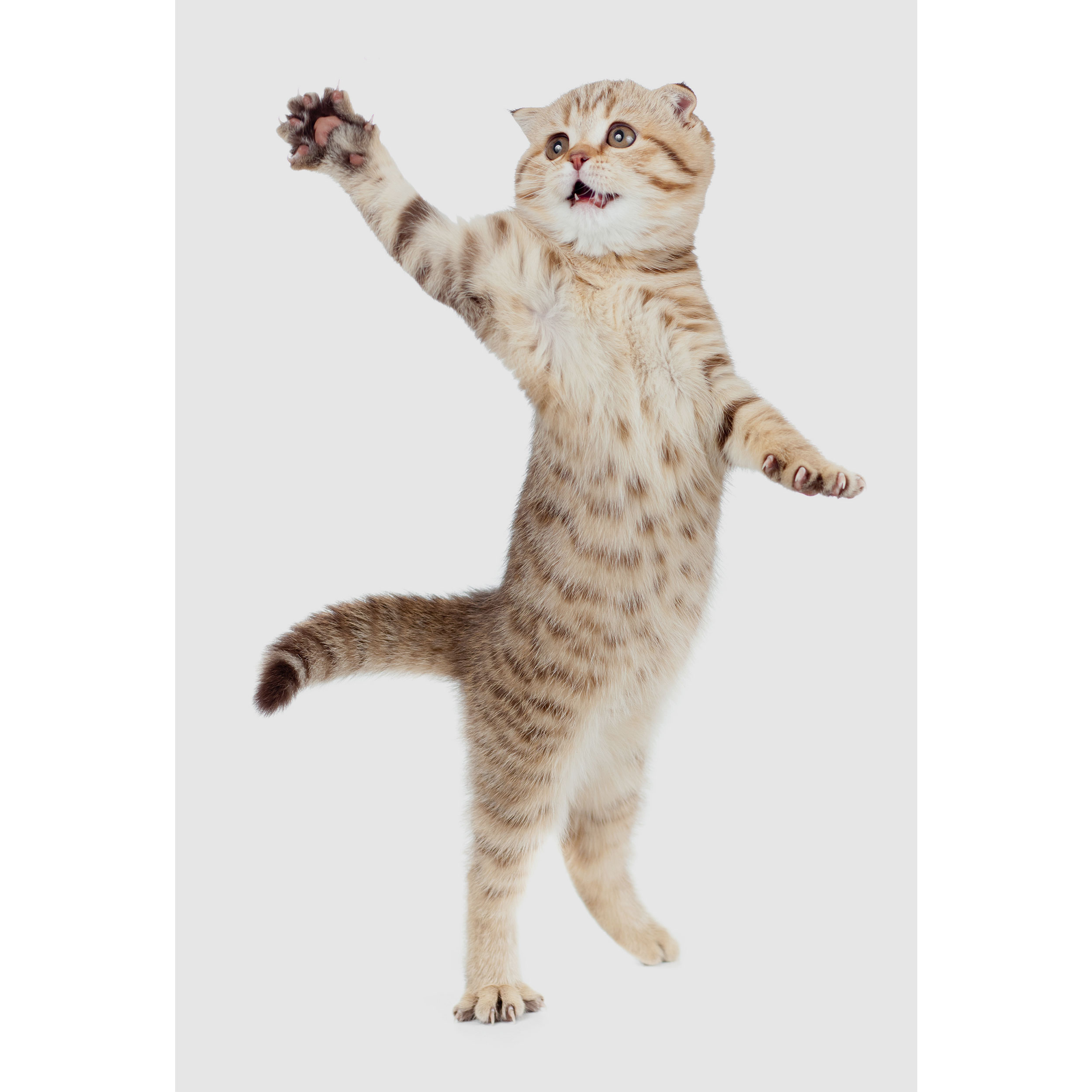 تابلو شاسی طرح گربه مدل T2118