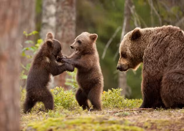 خرید و دانلود عکس Collection of images of cubs bears کد 13147 | پیک فاکس | Pic Fox