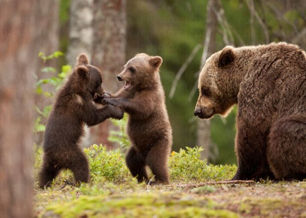 خرید و دانلود عکس Collection of images of cubs bears کد 13147 | پیک فاکس | Pic Fox