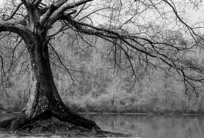 خرید و دانلود عکس Collection dead dry trees on different backgrounds desert field swamp کد 12832 | پیک فاکس | Pic Fox