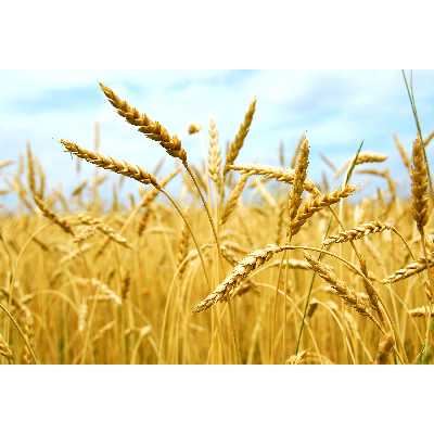 تابلو شاسی مدل گندمزار و خوشه گندم T7090