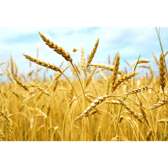 تابلو شاسی مدل گندمزار و خوشه گندم T7090