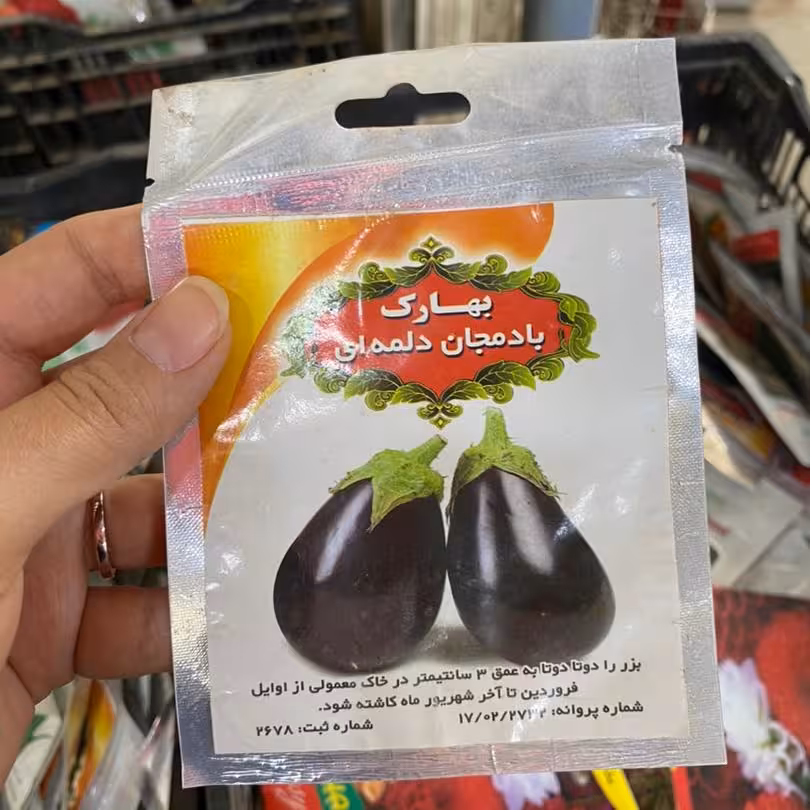 بذر بادمجان بادنجان دلمه ای . کاشت در گلدان یا باغچه