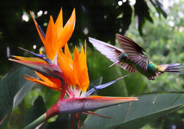 خرید و دانلود عکس Flower-Part-9 کد 18369 | پیک فاکس | Pic Fox