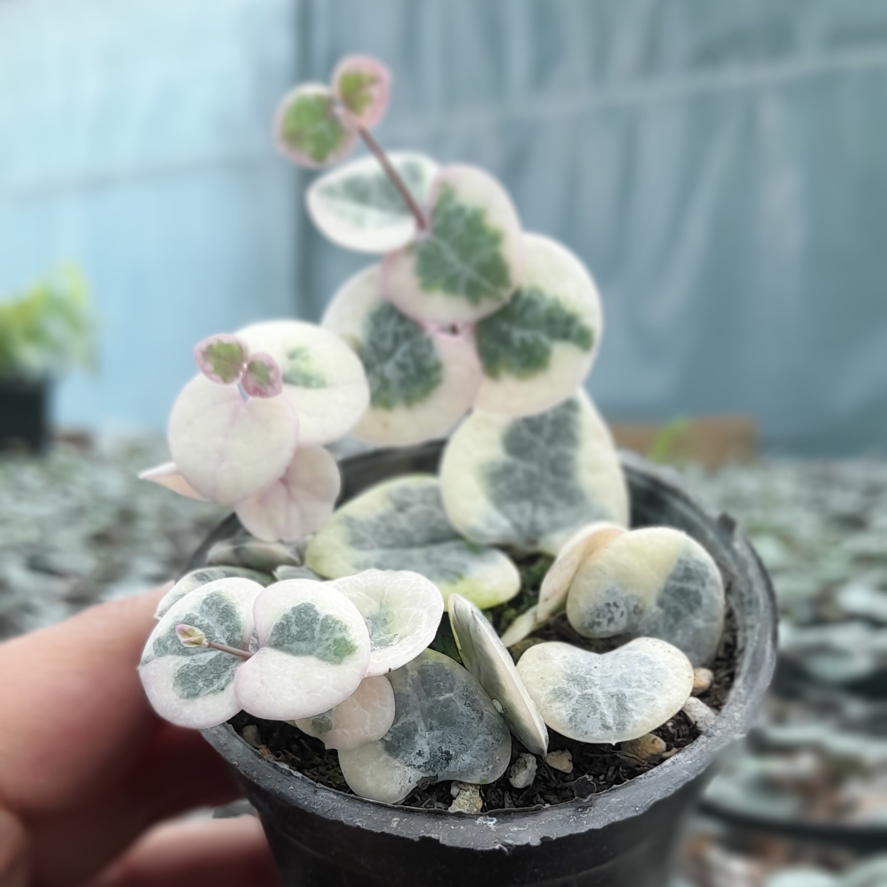 سرپوژیا ابلق کوچک(گلدان شش)(ارسال رایگان فقط برای خرید های بالای 500،000 تومان)