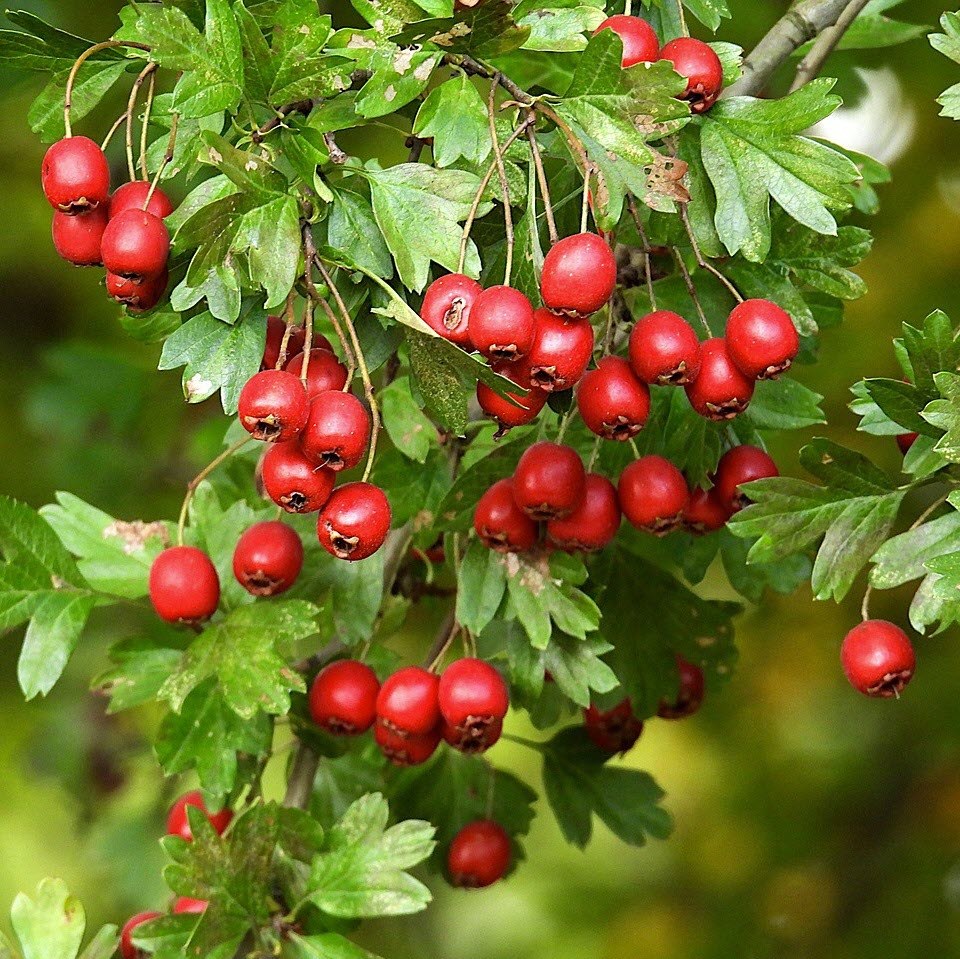 کود تقویتی مخصوص درخت زالزالک ظرافت