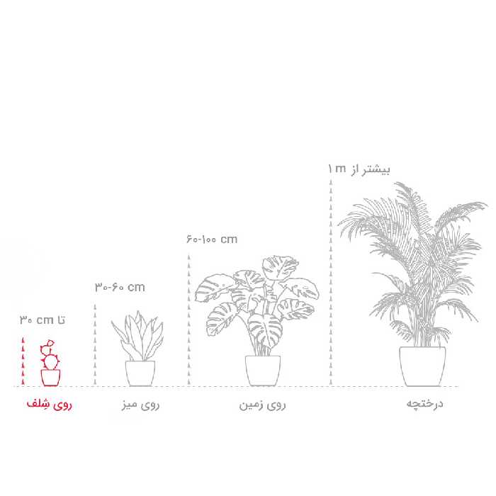 گیاه طبیعی قاشقی گلیتال مدل GTL120