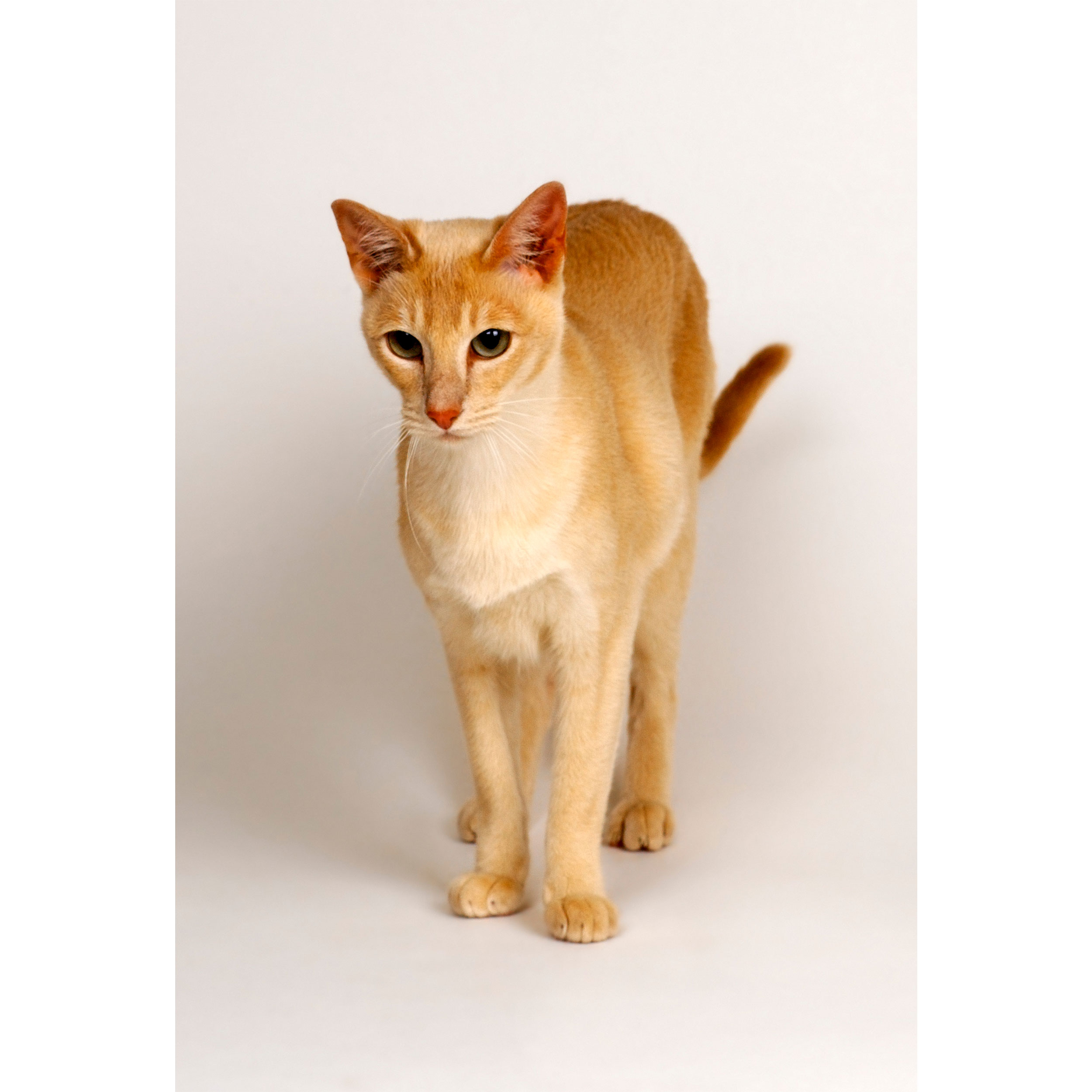 تابلو شاسی طرح گربه مدل T2131